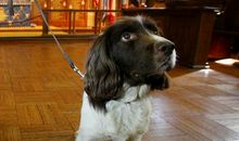 描写警犬的作文