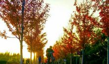 记一抹苦涩的年味