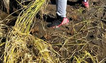 乡村生活的一天