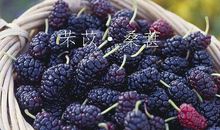 采桑葚，忆往事