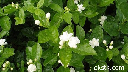 暴风雨后的茉莉花