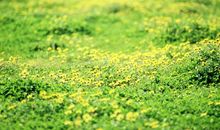 把荆棘当作铺满鲜花的原野