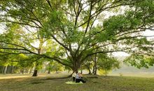 夜晚，一棵大树下的故事