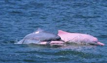 关于海豚的作文