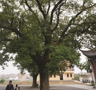 在樟树下