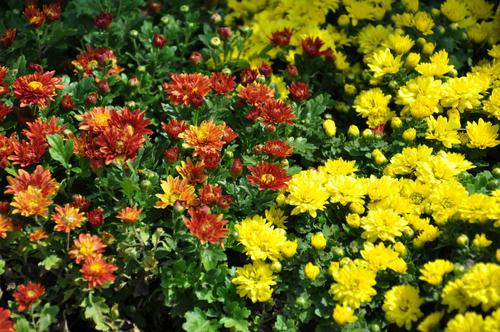 观赏花园