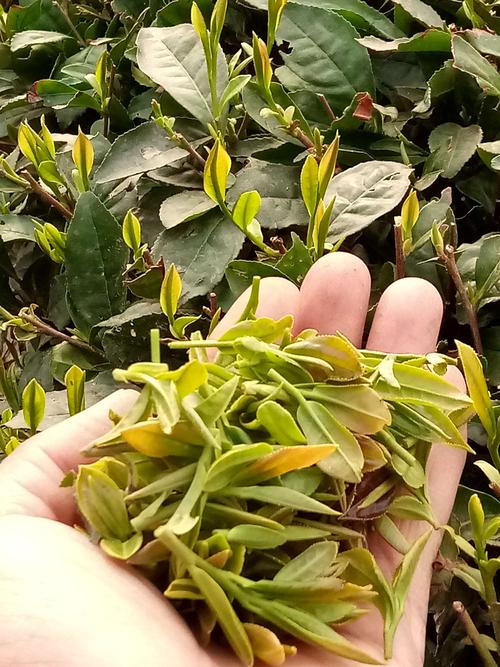 shan山茶