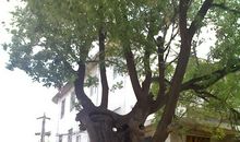 校园里的老槐树