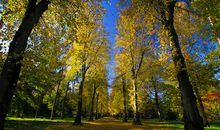 风景独好林荫道