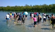 有趣的泥滩捉蟹