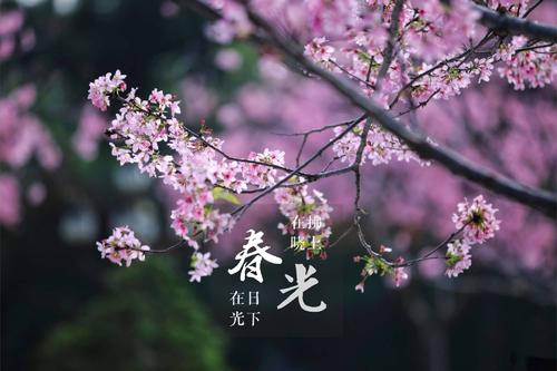 坚持不懈，直到花开
