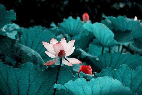 古代诗歌中的莲花