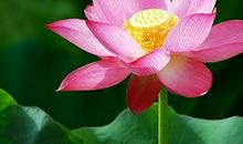 我最喜欢的荷花