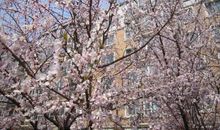 我爱我家的桃树