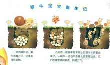 小蜗牛观察记