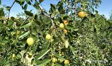 镌刻在枣树中的约定