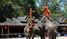 西双版纳野象谷