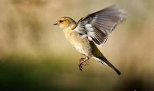 啄木鸟和百灵鸟换工作