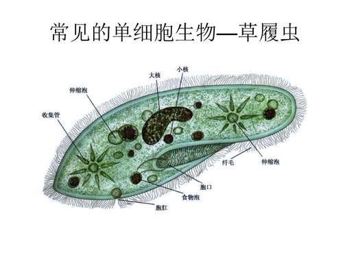 我是草履虫