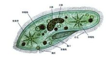 我是一只草履虫