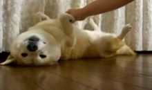 我心爱的玩具猫