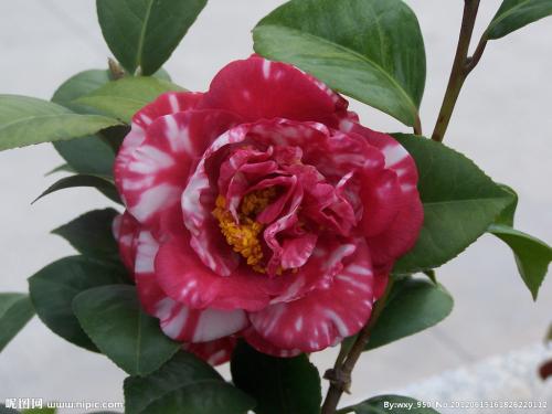 观察山茶花