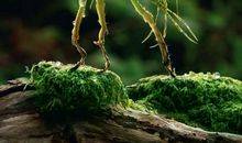 神奇动物在哪里