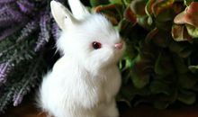 关于描写小兔子的作文