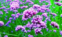 游黄陂花海乐园