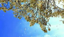 那声音，荡在我的心田