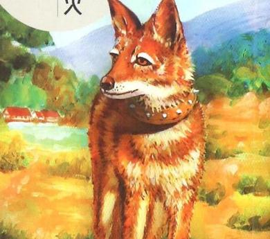 看完Jack狼王白梅尔