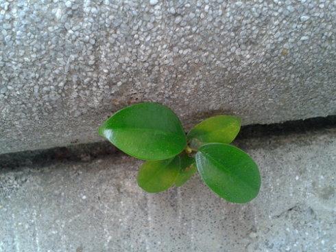顽强的小蜘蛛