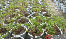 墙缝里的一株花