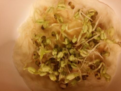 绿豆发芽观察的优良成分