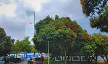 校园中的那棵树