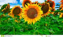 留在心中的向日葵