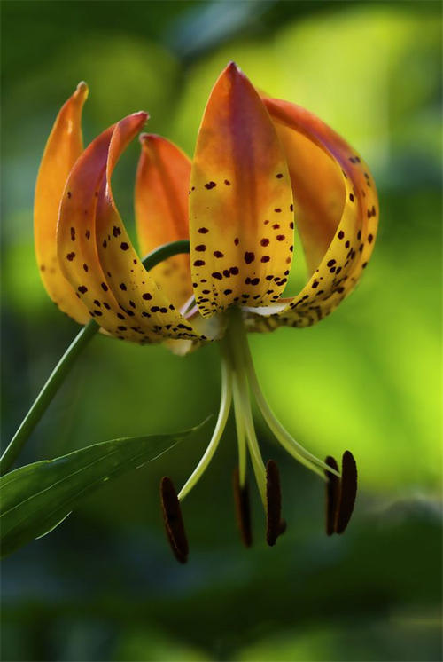 那朵花的芬芳