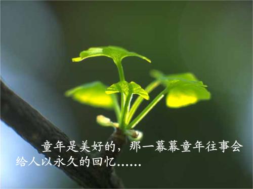 读完《桂花雨》后，我的家乡桂花又盛开了。