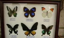 蝴蝶标本