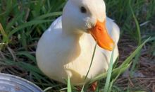 童年趣事偷喝可乐