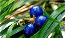 小草滋润了我的心灵