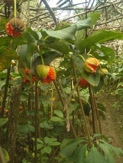 种植失败