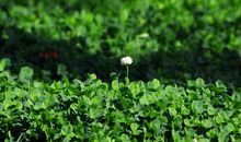 生命里的那片绿