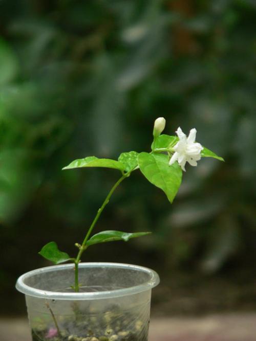 母亲的茉莉花