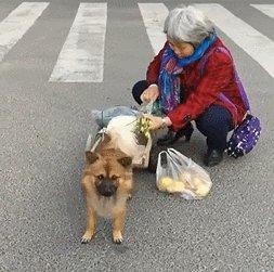 奶奶的小狗