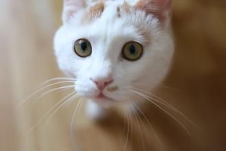 我和猫