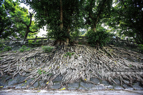 强树