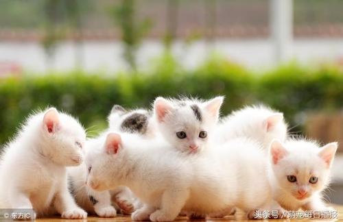 我成了小猫