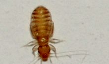 我们家有三条虫