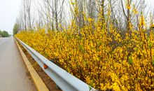 花开之时人自来